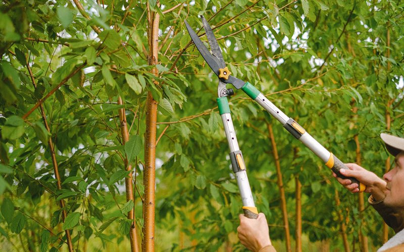 Tree trimming in Fort Ransom, ND