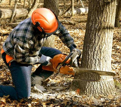 Tree Removal in Fort Ransom, ND